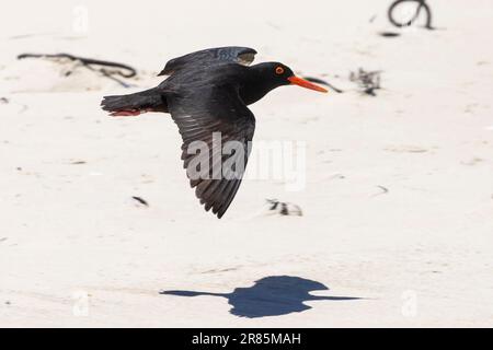 African Black Oystercatcher (Haematopus moquini) in der Nähe von Velddrif, Westküste, Westkap, Südafrika. Dieser Vogel wird als in der Nähe von bedroht aufgeführt. Stockfoto