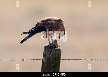 Rock Kestrel (Falco rupicolus) mit Nagetier-Beute hoch oben auf einem ländlichen Zaunpfahl, Westküste, Westkap, Südafrika Stockfoto