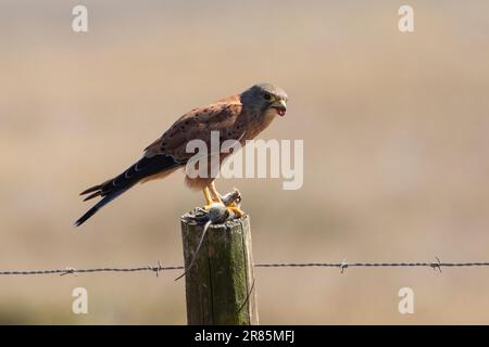 Rock Kestrel (Falco rupicolus) mit Nagetier-Beute hoch oben auf einem ländlichen Zaunpfahl, Westküste, Westkap, Südafrika Stockfoto