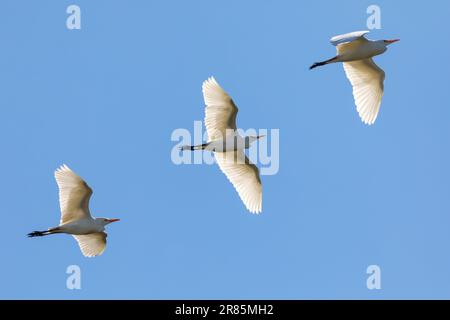 Drei westliche Rinder-Egrets (Bubulcus ibis), die bei Sonnenuntergang zum Stamm zurückfliegen, Westkap, Südafrika Stockfoto