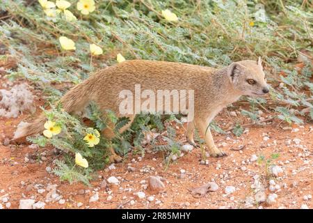 Gelber Mungo (Cynictis penicillata), Kalahari, Nordkap, Südafrika, Spaziergang durch den blühenden Teufelsdorn Stockfoto