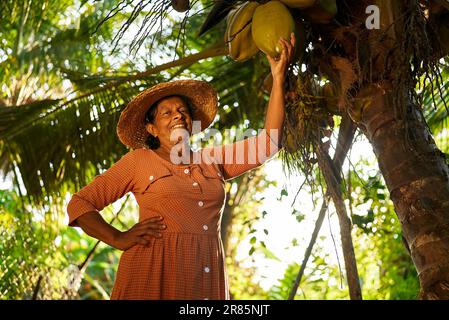Ältere indische Farmerin mit einer großen Kokosnuss, die an einer Kokosnusspalme hängt und glücklich lächelt. Alte Sri-lankische fröhliche Frau auf ihrer Kokosnussfarm Stockfoto