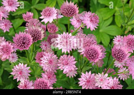 Rosa Astrantia „Roma“ in Blume. Stockfoto