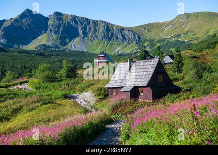 Blühende Chamaenerion im Gasienicowa Tal, Tatra Gebirge, Polen Stockfoto