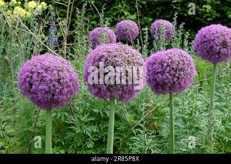 Riesen-Allium "Botschafter" in Blume. Stockfoto