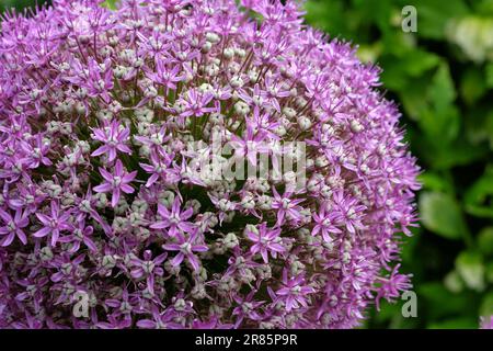 Riesen-Allium "Botschafter" in Blume. Stockfoto