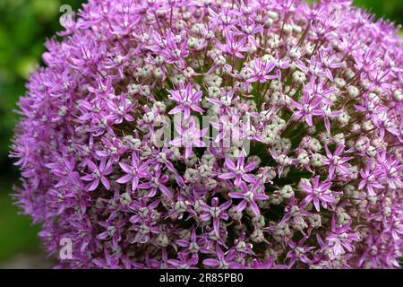 Riesen-Allium "Botschafter" in Blume. Stockfoto