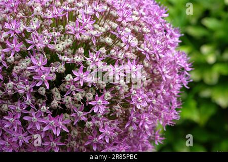 Riesen-Allium "Botschafter" in Blume. Stockfoto