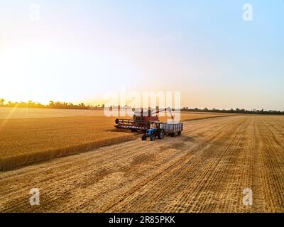 Antenne des überladenen Korns vom Mähdrescher zum Kornkastenanhänger auf dem Feld des Traktors. Erntemaschinenlautsprecher, der geernteten Weizen in einen Kastenaufbau gießt Stockfoto