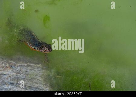 Unterwasser, Kunstporträt des Alpenmolchs (Ichthyosaura alpestris) Stockfoto