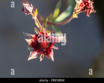 Ein Marsh Cinquefoil, Comarum palustre, in einem Sumpf am Rande von Lake Windermere, Lake District, Großbritannien. Stockfoto