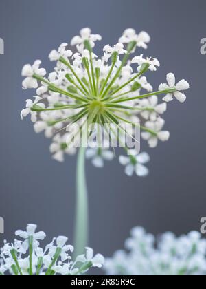 Ein weißer Regenschirm aus Bischofsblume, Ammi majus, wächst im Sommergarten. Stockfoto