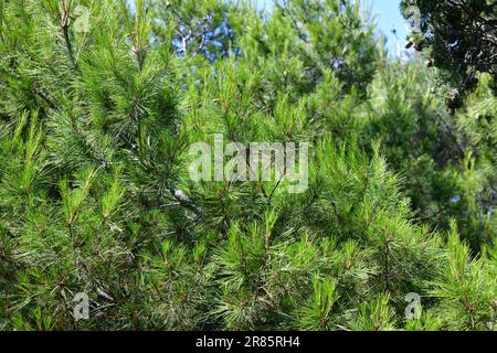 Pinus brutia - Sorte - kalabrische oder türkische Kiefer Stockfoto