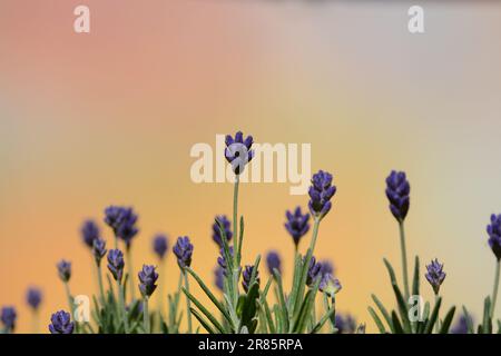 Lavendel vor verschiedenen farbigen Hintergründen Stockfoto