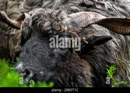 Porträt eines männlichen schwarzen Hortobagy-Racka-Schafes (Ovis aries Strepsiceros Hungaricus) mit langen spiralförmigen Hörnern und ausdrucksstarken Augen, die sich ausruhen. Stockfoto