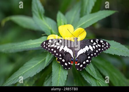 Der wunderschöne Zitrusschwanzschwanz oder der Weihnachtsschwalbenschwanz (Papilio demodocus) ruht auf einer gelben Blume. Horizontal. Stockfoto