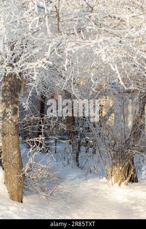 Fabelhafte schneebedeckte, glitzernde Bäume, Wald erleuchtet von den Sonnenstrahlen, vertikaler Rahmen. Mit Frost bedeckte Äste. Wintermärchen Stockfoto