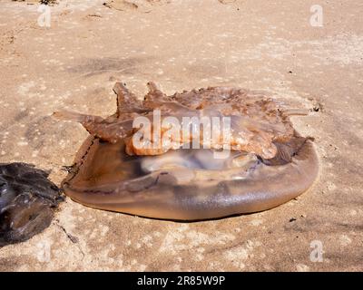 Barrel Jellyfish, Rhizostoma Pulmo, gestrandet auf einer Sandbank in Hodbarrow, Millom, Cumbria, Großbritannien. Stockfoto