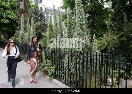 Menschen in Kensington und Chelsea besuchen die verschiedenen Blumenausstellungen der Chelsea Flower Show am 23. Mai 2023 in London, Großbritannien. Hier im Cadogan Place Park treffen die Blumen genau im richtigen Moment ihren Höhepunkt. Chelsea ist einer der Hauptgebiete für exklusive Luxusgüter in West London. Es ist bekannt als ein Viertel, in dem die Reichen und Reichen einkaufen. Die RHS Chelsea Flower Show, früher bekannt als die Great Spring Show, ist eine Gartenshow, die im Mai fünf Tage lang von der Royal Horticultural Society veranstaltet wird. Obwohl es sich um eine Veranstaltung mit Eintrittskarten handelt, feiern lokale Unternehmen, indem sie ihren Exter schmücken Stockfoto