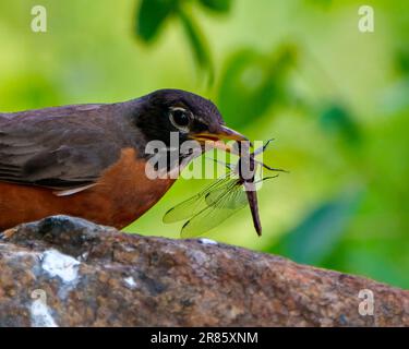 American Robin aus nächster Nähe auf einem Felsen, der eine Libelle mit grünem Hintergrund in seiner Umgebung und Umgebung isst. Robin. - Nein Stockfoto