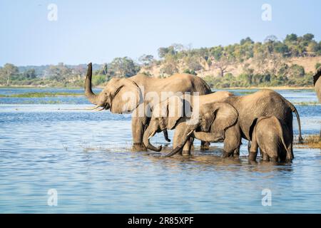 Elefant Heard (Loxodontra africana), Elefanten, die den Fluss in Afrika überqueren. Chobe River. Chobe Nationalpark, Botswana, Afrika Stockfoto