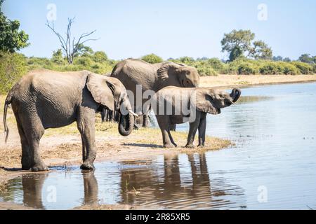 Elefant Heard (Loxodontra africana) trinkt Wasser am Chobe River. Chobe-Nationalpark, Botsuana, Afrika Stockfoto