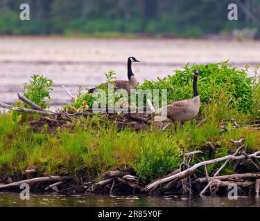 Baby Canada Gänse Goslings Küken, die in Biberhütte geschlüpft sind. Neugeborene werden von den Eltern in ihrer Umwelt und ihrem Lebensraum geschützt. Kulissen Stockfoto