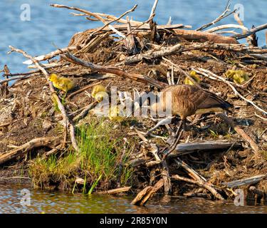 Baby Canada Gänse Goslings Küken, die in Biberhütte geschlüpft sind. Neugeborene mit einem Elternteil in ihrer Umgebung und ihrem Lebensraum. Gänsebild. Stockfoto
