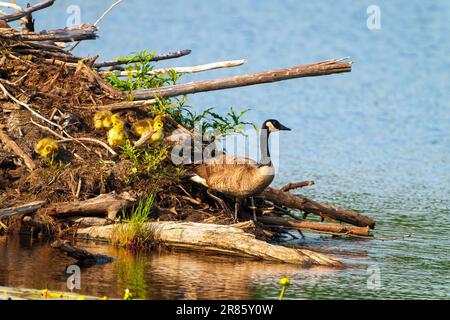 Baby Canada Gänse Goslings Küken, die in Biberhütte geschlüpft sind. Neugeborene werden von beiden Eltern in ihrer Umgebung geschützt. Gänse Portrait. Stockfoto