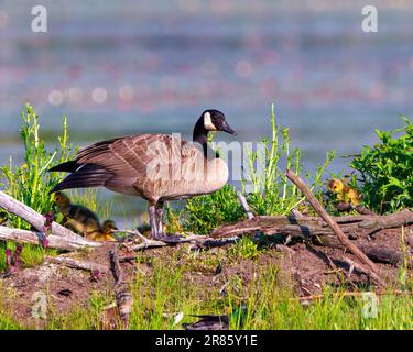 Baby Canada Gänse Goslings Küken, die in Biberhütte geschlüpft sind. Neugeborene, die von Eltern in ihrer Umwelt und ihrem Lebensraum geschützt werden. Gänsebild. Stockfoto