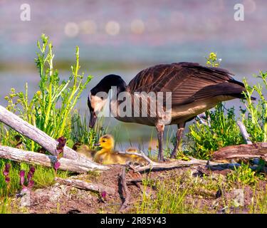 Baby Canada Gänse Goslings Küken, die in Biberhütte geschlüpft sind. Neugeborene werden in ihrer Umgebung von den Eltern geschützt. Gänsebild. Stockfoto