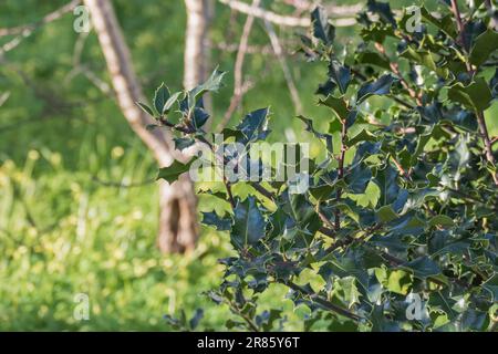 An einem sonnigen Sommertag im Ilex aquifolium haben Sie einen Blick auf Stachelholzblätter im Freien Stockfoto