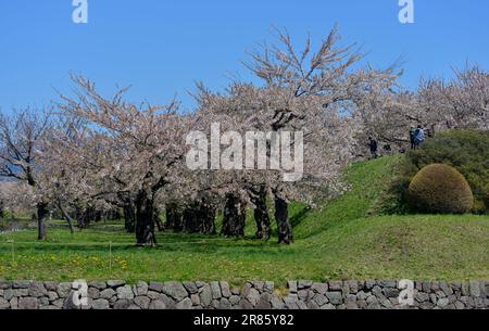 Kirschblüten in voller Blüte im Goryokaku Park in Hakodate, Hokkaido, Japan. Stockfoto