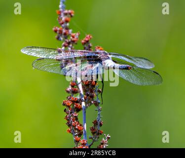 Gemeine Libelle mit ihren Flügeln, ruht auf einem Zweig mit grünem Hintergrund in ihrer Umgebung und Umgebung. Libelle Bild. Stockfoto