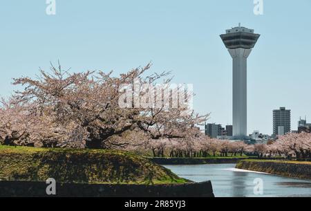 Hakodate, Japan - 27. April 2023. Kirschblüten in voller Blüte mit dem Goryokaku Tower in Hakodate, Hokkaido, Japan. Stockfoto