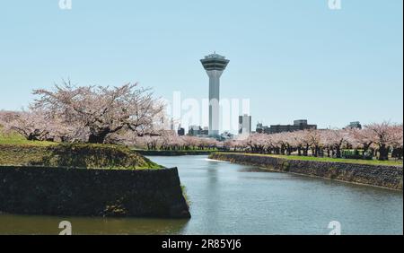 Hakodate, Japan - 27. April 2023. Kirschblüten in voller Blüte mit dem Goryokaku Tower in Hakodate, Hokkaido, Japan. Stockfoto