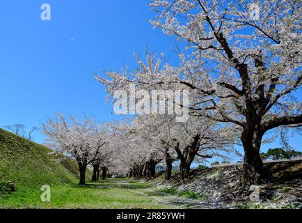 Beobachten Sie die Kirschblüten im Goryokaku Park in Hakodate, Hokkaido, Japan. Stockfoto