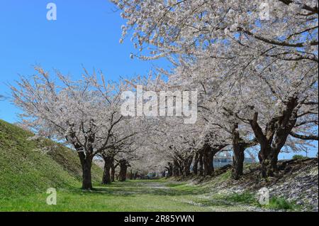 Beobachten Sie die Kirschblüten im Goryokaku Park in Hakodate, Hokkaido, Japan. Stockfoto