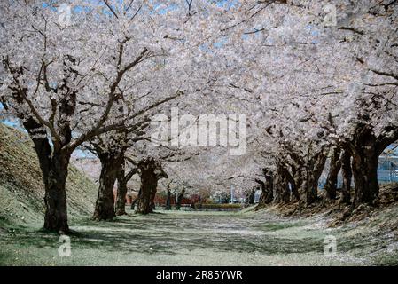 Beobachten Sie die Kirschblüten im Goryokaku Park in Hakodate, Hokkaido, Japan. Stockfoto