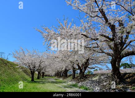 Beobachten Sie die Kirschblüten im Goryokaku Park in Hakodate, Hokkaido, Japan. Stockfoto