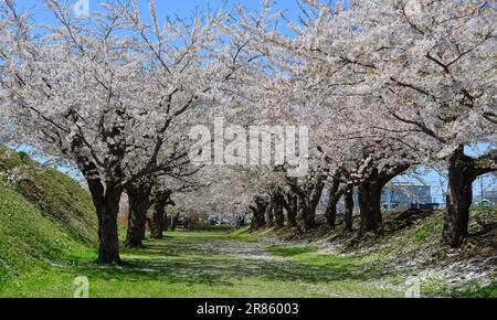 Beobachten Sie die Kirschblüten im Goryokaku Park in Hakodate, Hokkaido, Japan. Stockfoto