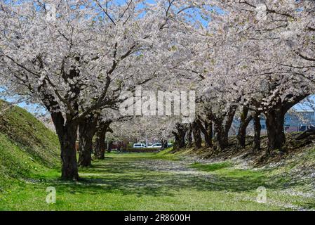 Beobachten Sie die Kirschblüten im Goryokaku Park in Hakodate, Hokkaido, Japan. Stockfoto