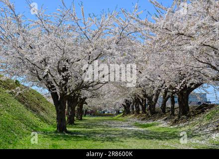 Beobachten Sie die Kirschblüten im Goryokaku Park in Hakodate, Hokkaido, Japan. Stockfoto