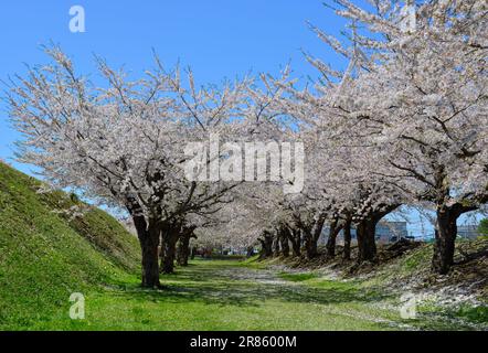 Beobachten Sie die Kirschblüten im Goryokaku Park in Hakodate, Hokkaido, Japan. Stockfoto