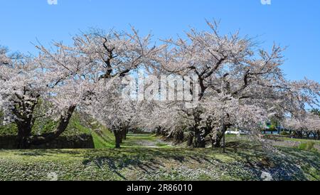 Beobachten Sie die Kirschblüten im Goryokaku Park in Hakodate, Hokkaido, Japan. Stockfoto