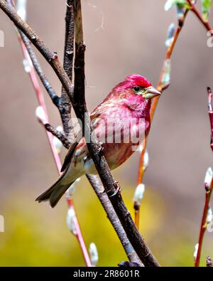 Finch männlich aus nächster Nähe, hoch oben auf einem Blatt, um den Hintergrund in seiner Umgebung und Umgebung zu fotografieren. Lila Finch-Bild. Stockfoto