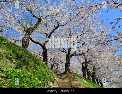 Beobachten Sie die Kirschblüten im Goryokaku Park in Hakodate, Hokkaido, Japan. Stockfoto