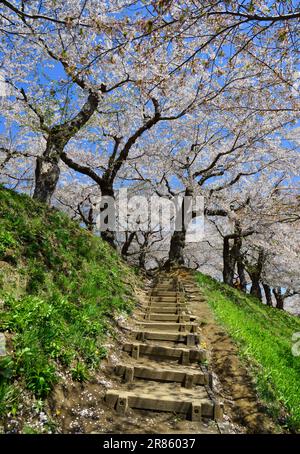 Beobachten Sie die Kirschblüten im Goryokaku Park in Hakodate, Hokkaido, Japan. Stockfoto