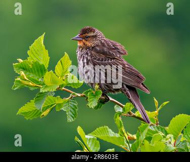 Red-Winged Blackbird, aus nächster Nähe, hoch oben auf dem Ast mit grünem Hintergrund in seiner Umgebung und Umgebung. Stockfoto