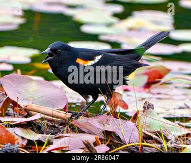 Red-Winged Blackbird Männchen aus nächster Nähe, stehen auf Seerosen im Wasser und genießen die Umgebung und Umgebung. Stockfoto